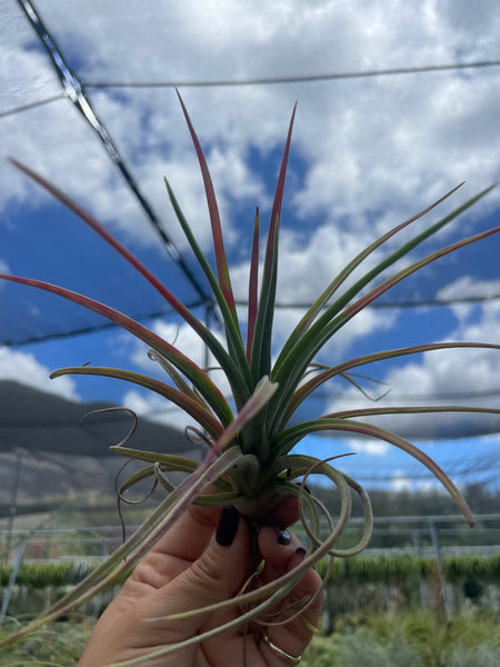 Tillandsia pringlei – Lyra Gardens