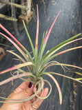Tillandsia Aleta