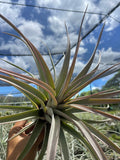 Tillandsia Majestic (Chiapensis X Concolor)- Large rare specimen