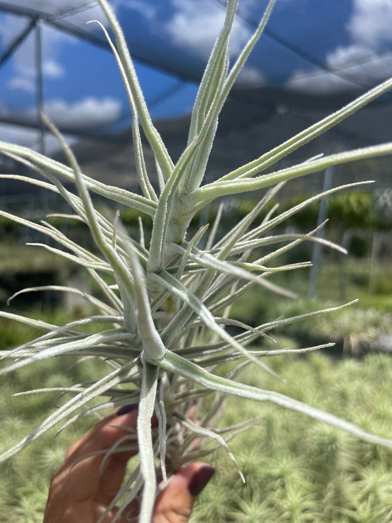 Tillandsia palacea (flaca)