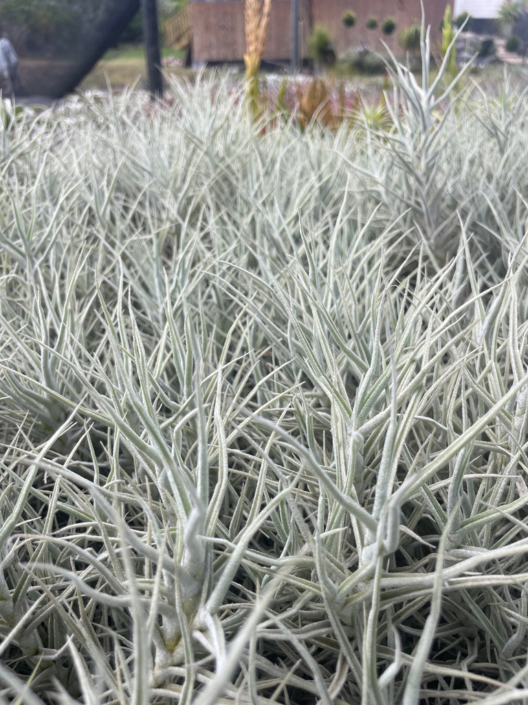 Tillandsia palacea (flaca)