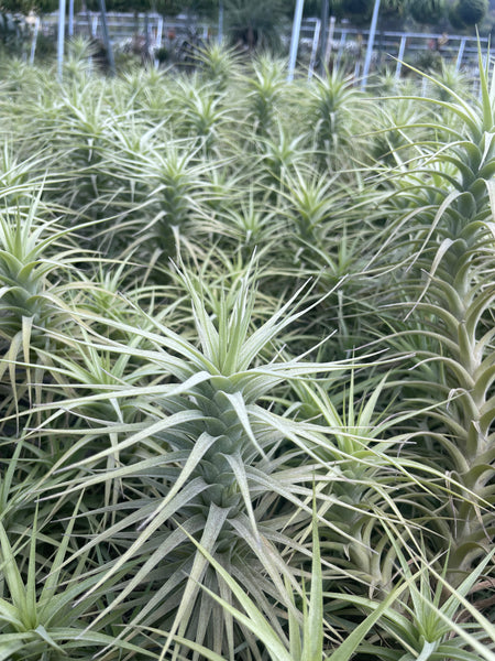 tillandsia bergeri air plant Tillandsia bergeri – Lyra Gardens