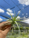 Tillandsia bergeri