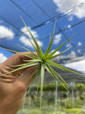 Tillandsia bergeri