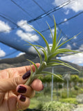 Tillandsia bergeri