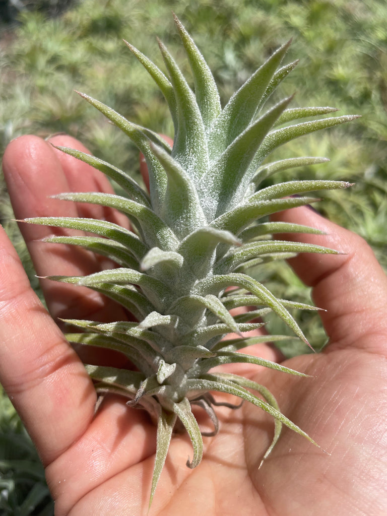 Tillandsia vanhyningii