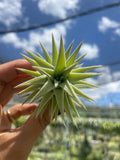 Tillandsia vanhyningii