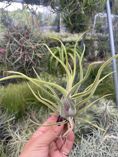 Tillandsia pringlei – Lyra Gardens