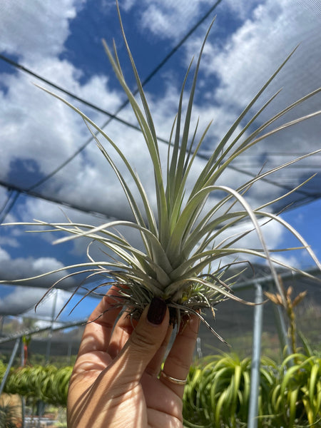 Tillandsia pringlei – Lyra Gardens