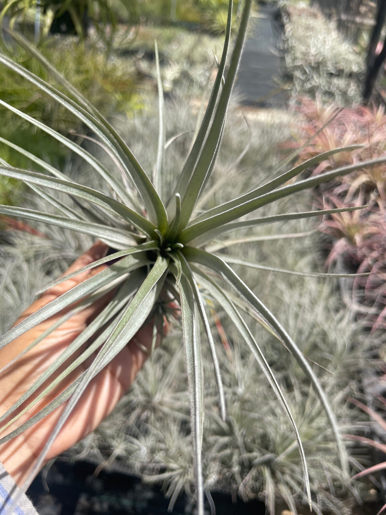 Tillandsia pringlei