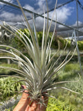 Tillandsia pringlei