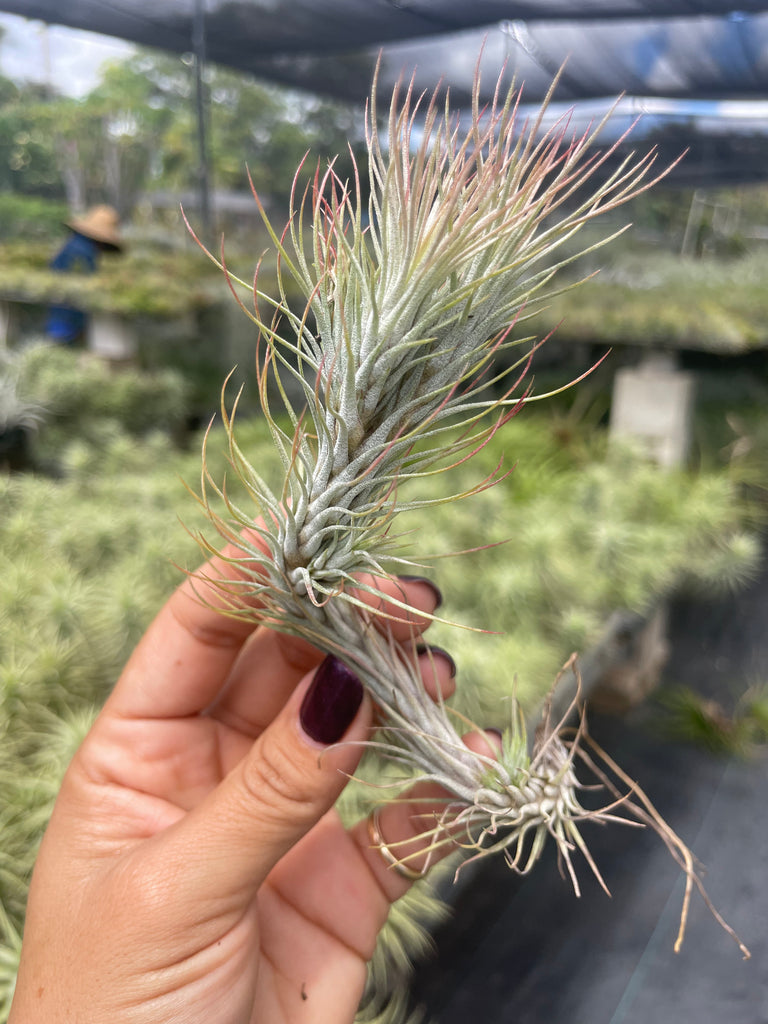 Tillandsia funkiana
