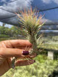 Tillandsia funkiana