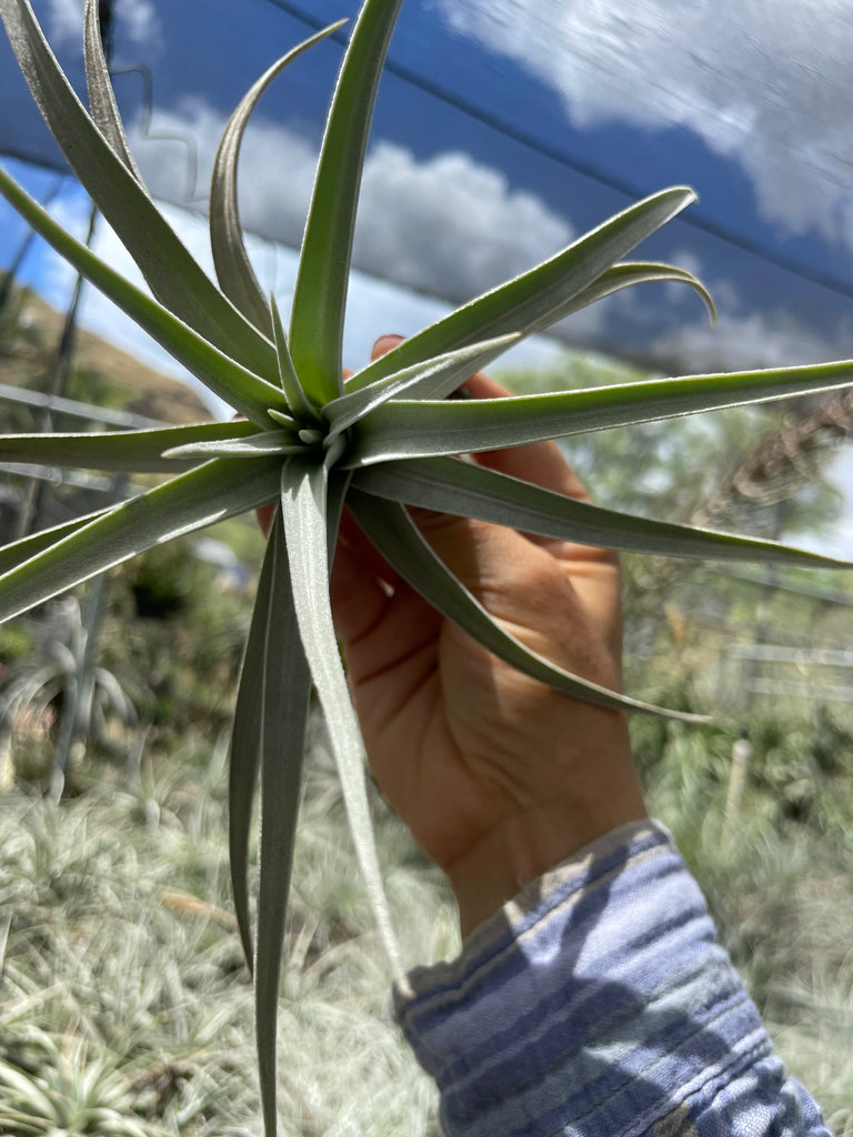 Tillandsia ixioides- Large