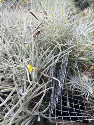 Tillandsia crocata