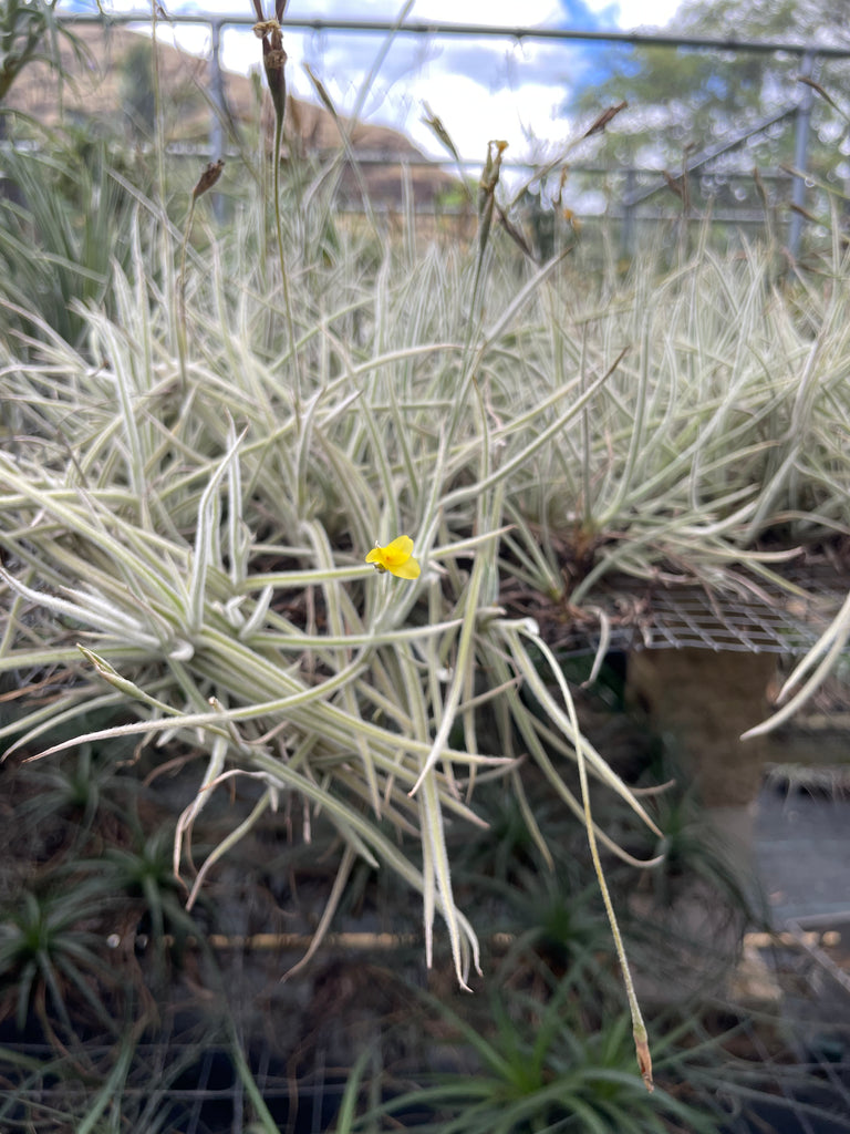 Tillandsia crocata