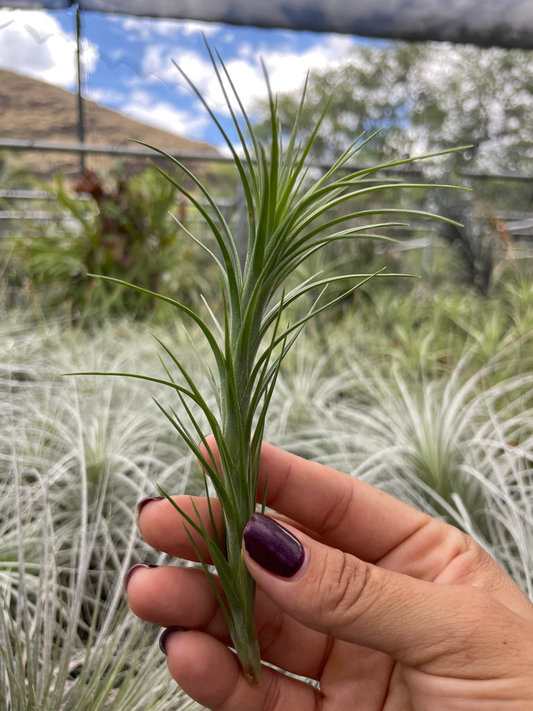 Tillandsia araujei