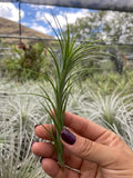 Tillandsia araujei