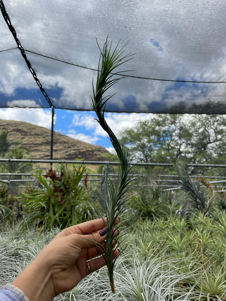 Tillandsia araujei