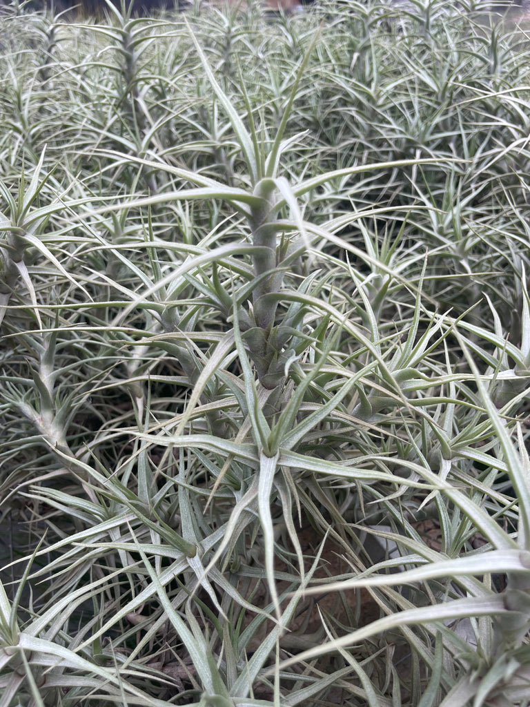 Tillandsia Diaguitensis
