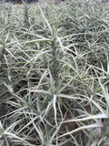 Tillandsia Diaguitensis