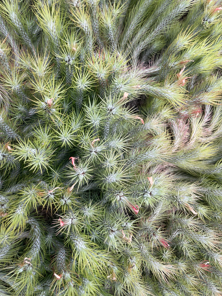 Funkiana closed form