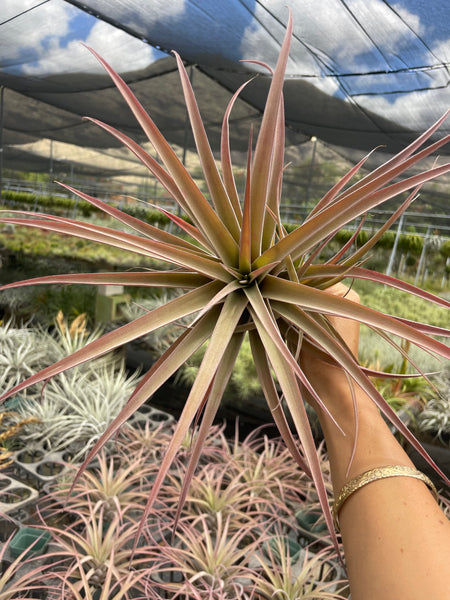 Tillandsia pringlei – Lyra Gardens