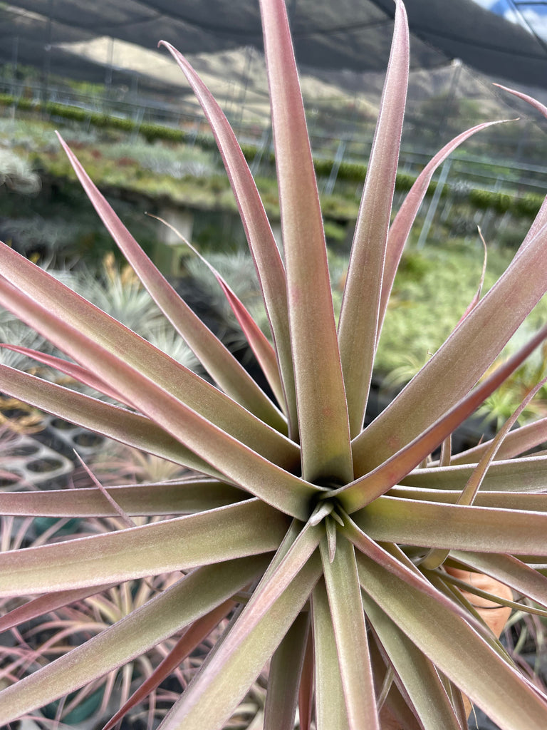 Tillandsia Riohondoensis AKA Rio Hondo