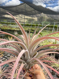 Tillandsia Riohondoensis AKA Rio Hondo