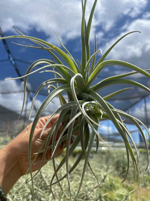 Large Subsecundifolia
