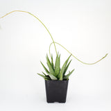 Haworthia Mix