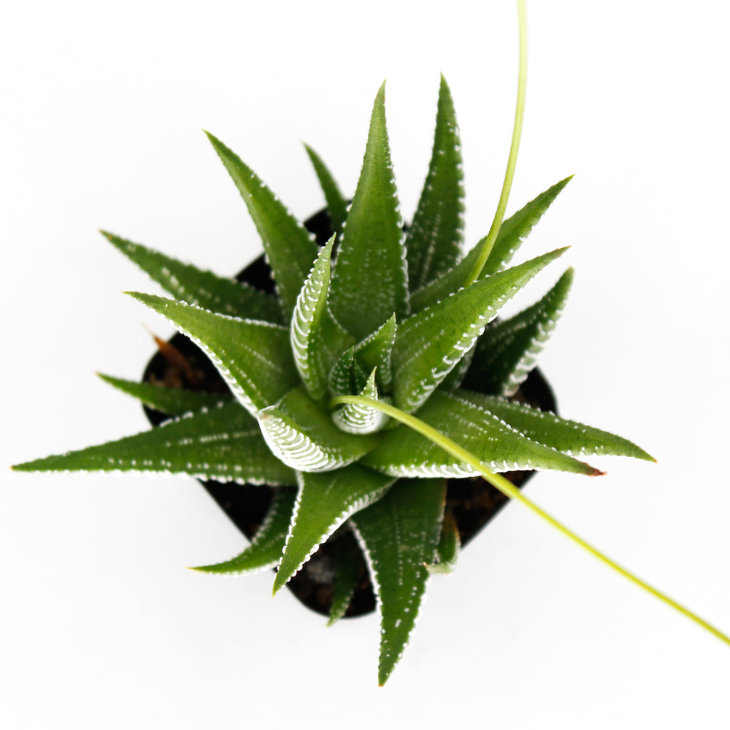Haworthia Mix