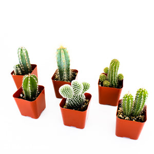 Cactus Mix