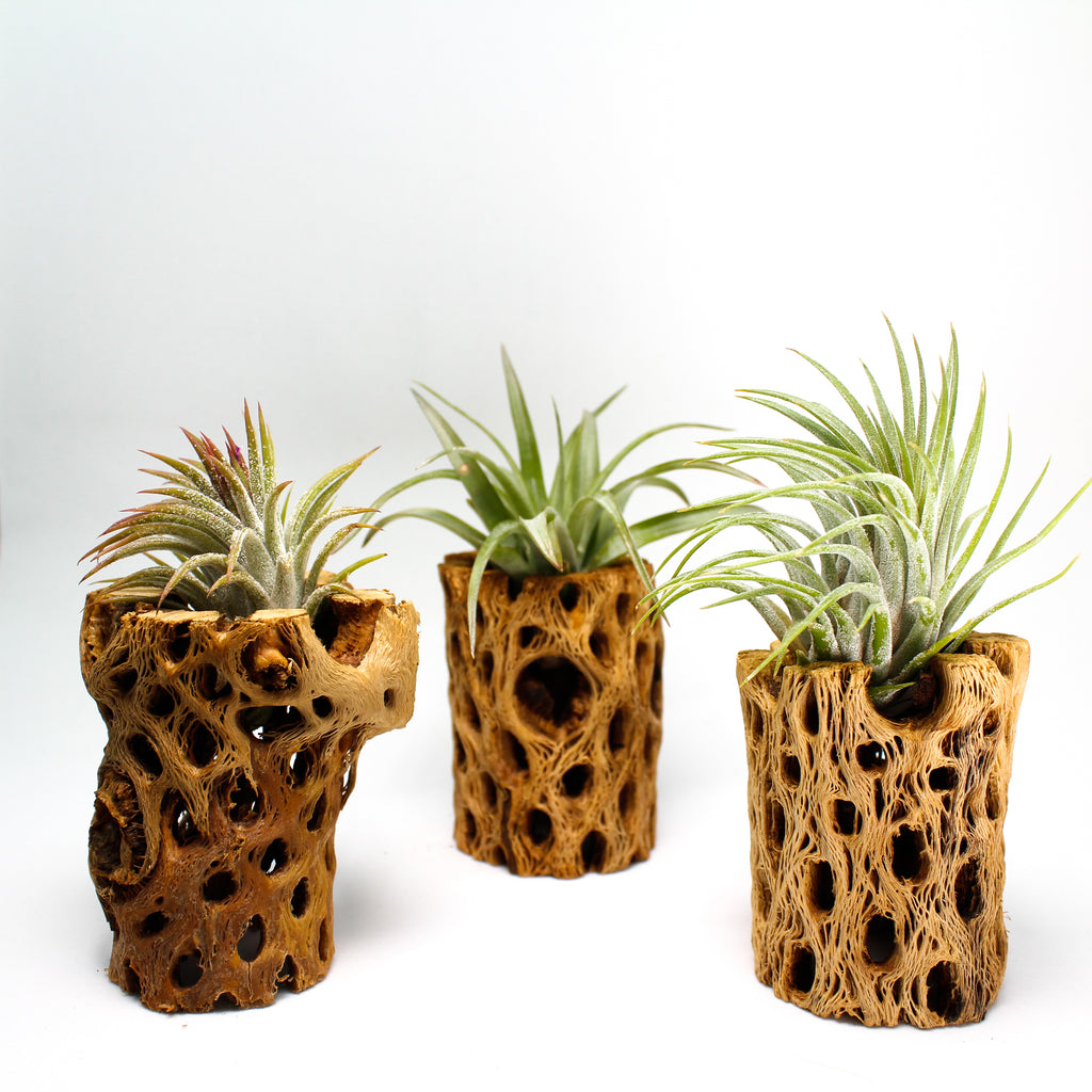 Cholla Wood