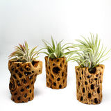 Cholla Wood