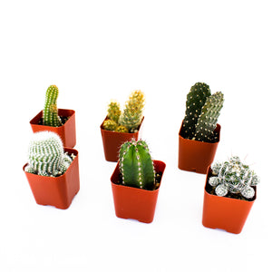 Cactus Mix