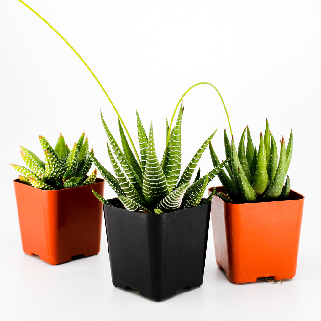 Haworthia Mix