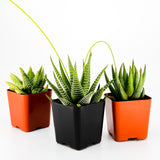 Haworthia Mix