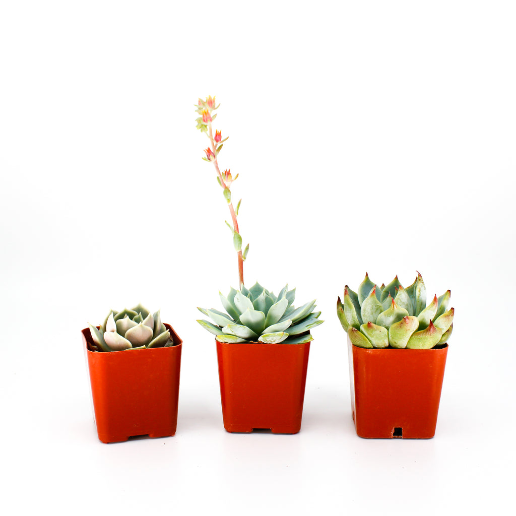 Echeveria Mix