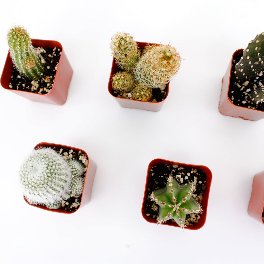 Cactus Mix