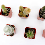 Cactus Mix