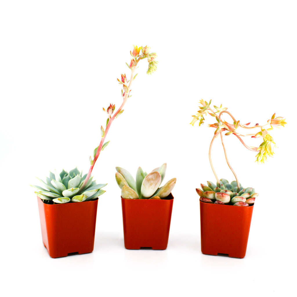Echeveria Mix