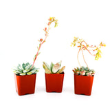 Echeveria Mix
