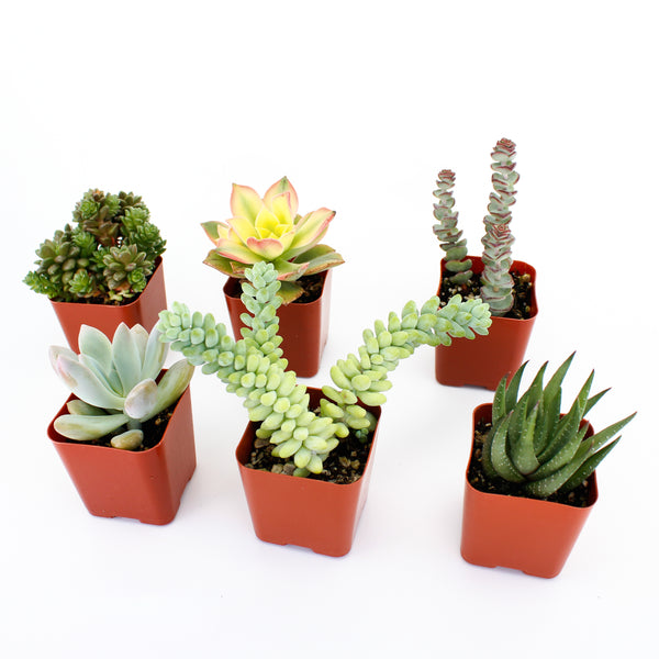 Select Succulent Assortment  Lyra Gardens