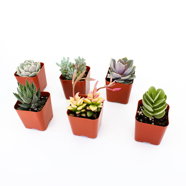 Select Succulent Assortment – Lyra Gardens