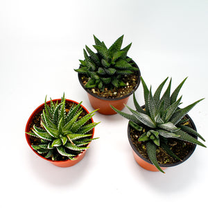 Haworthia Mix