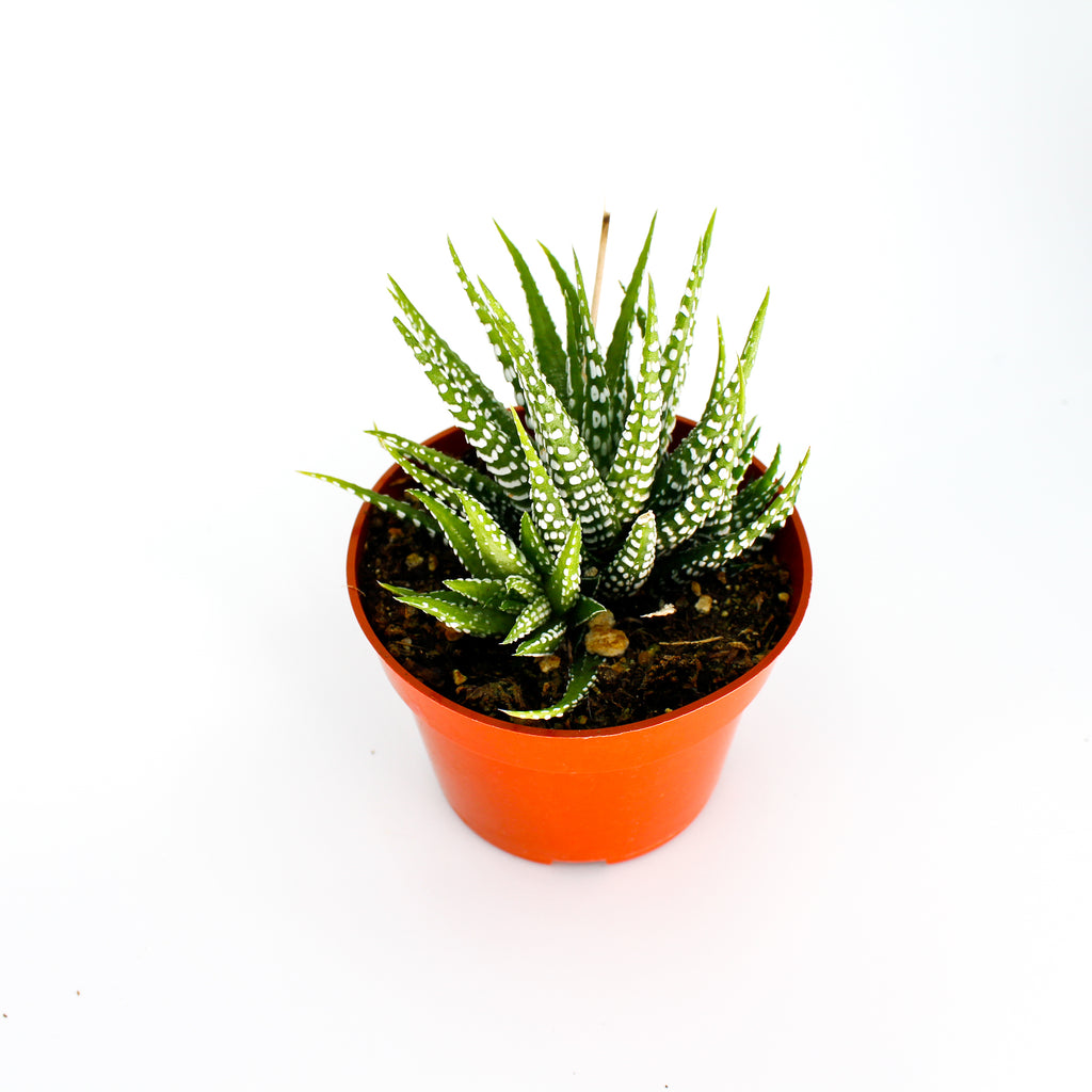 Haworthia Mix