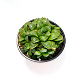 Haworthia Mix