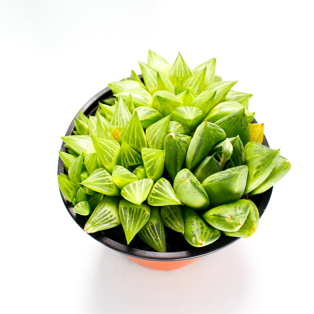 Haworthia Mix