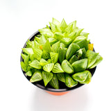 Haworthia Mix